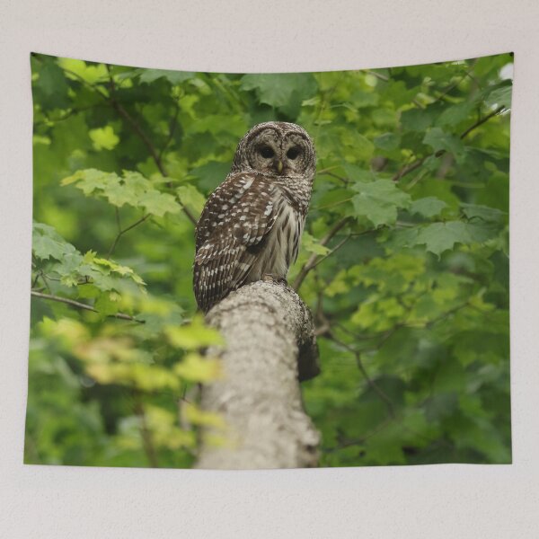 Item preview, Picture Perfect designed and sold by locustgirl.