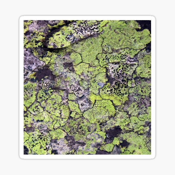 Item preview, lichen designed and sold by KathleenDawson.