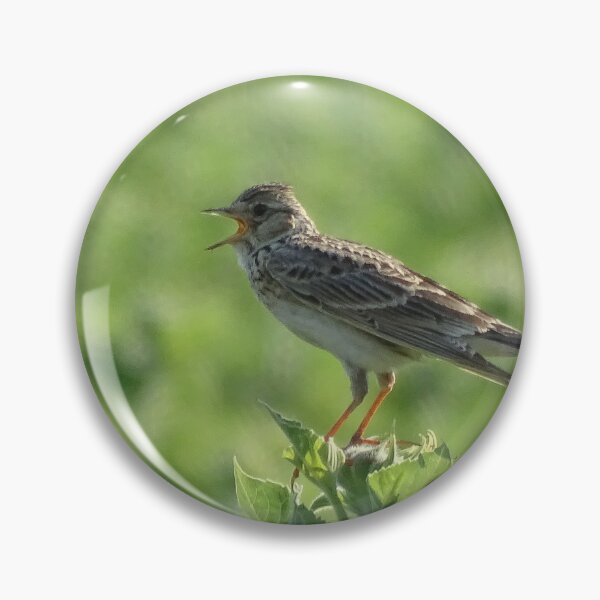Item preview, Singing Skylark on a Summer Field designed and sold by tothkataphoto.