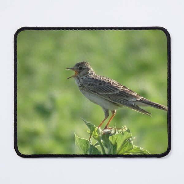 Item preview, Singing Skylark on a Summer Field designed and sold by tothkataphoto.