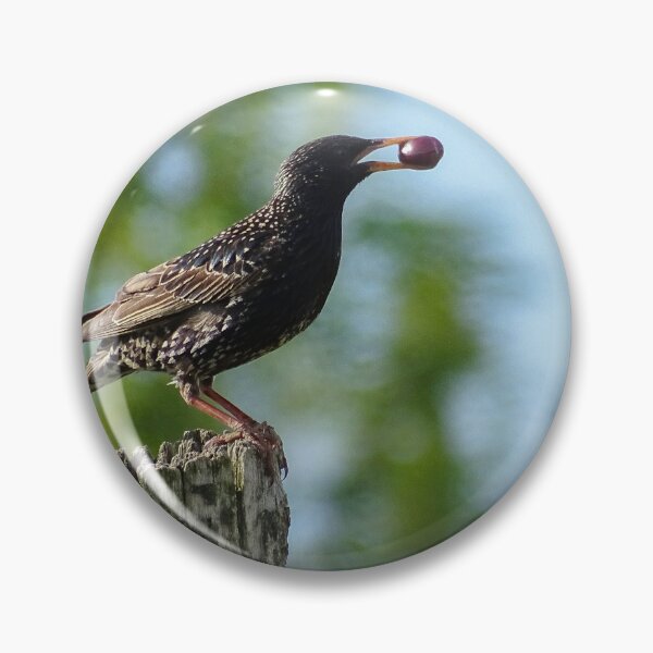 Item preview, Starling with a Berry on a Rustic Stump designed and sold by tothkataphoto.