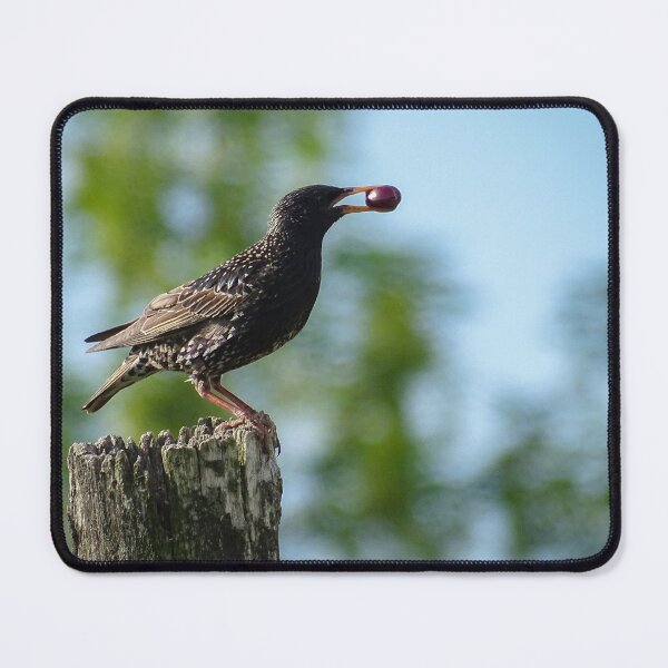 Item preview, Starling with a Berry on a Rustic Stump designed and sold by tothkataphoto.