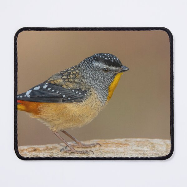 Item preview, Male Spotted Pardalote designed and sold by Nick Vertsonis.