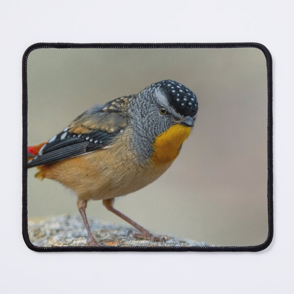 Item preview, Male Spotted Pardalote designed and sold by Nick Vertsonis.