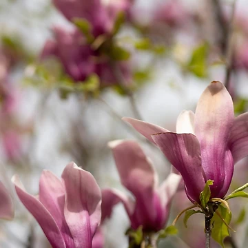 Artwork thumbnail, Spring by RenataPhoto
