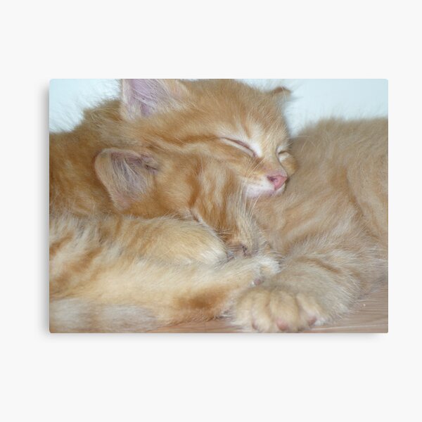 Kitten Hugs Metal Print