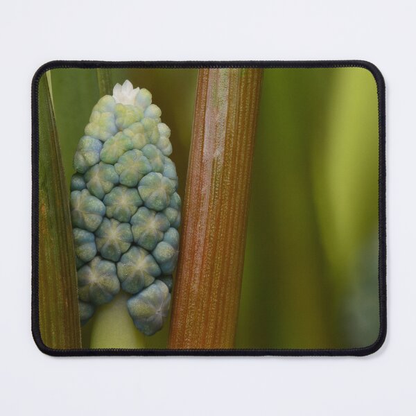 Item preview, Grape Hyacinth Macro – Geometric Nature designed and sold by Goiko7Margarita.