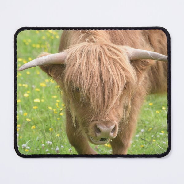 Item preview, Highland Cow up close n personal designed and sold by Derren Jones.