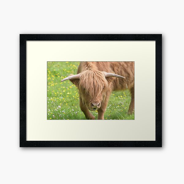 Item preview, Highland Cow up close n personal  designed and sold by Derren Jones.