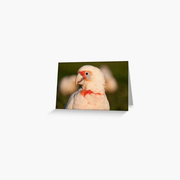 Long-billed Corella, Centennial Park, Sydney Greeting Card