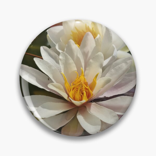 Item preview, White waterlilies in the sun photograph  designed and sold by esvb.
