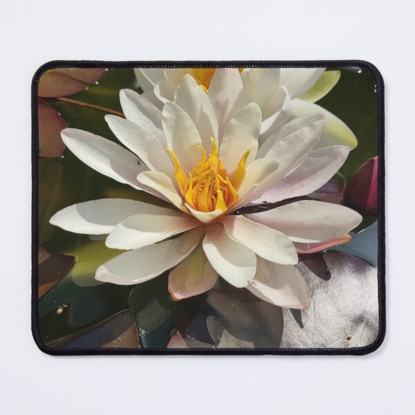 Item preview, White waterlilies in the sun photograph designed and sold by esvb.