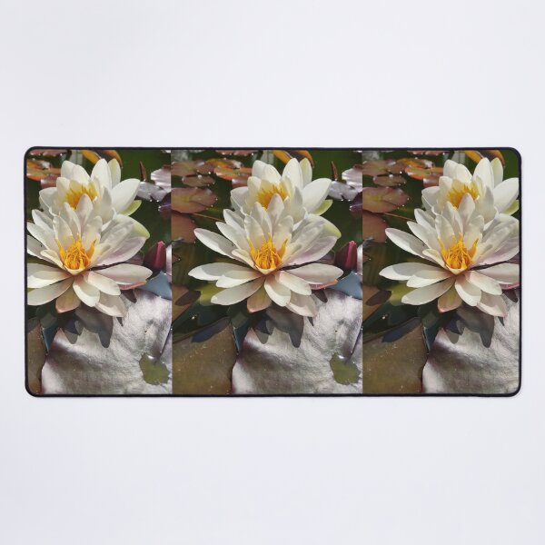 Item preview, White waterlilies in the sun photograph designed and sold by esvb.