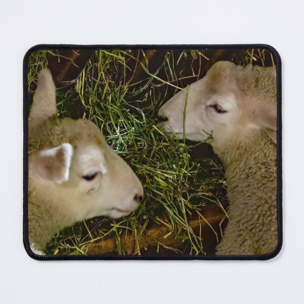 Item preview, Sheep at Riverdale Farm 2 designed and sold by jrtwynam.