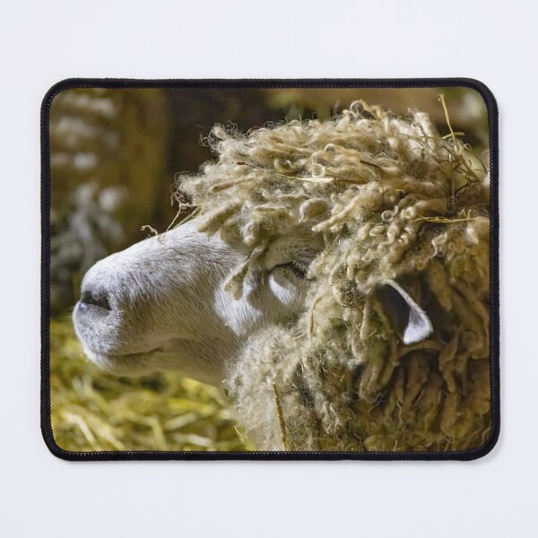 Item preview, Sheep at Riverdale Farm 3 designed and sold by jrtwynam.