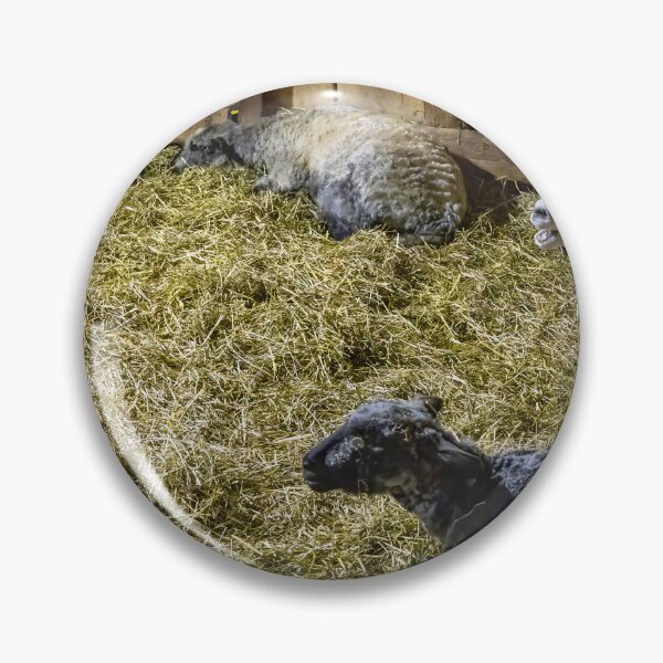 Item preview, Sheep at Riverdale Farm 4 designed and sold by jrtwynam.