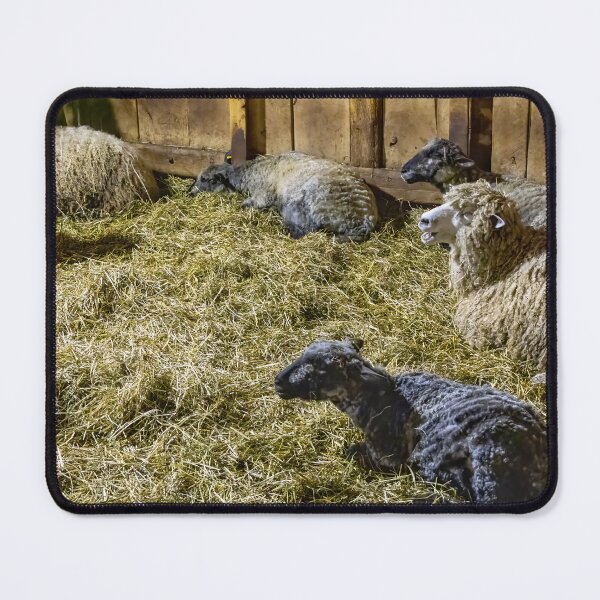 Item preview, Sheep at Riverdale Farm 4 designed and sold by jrtwynam.