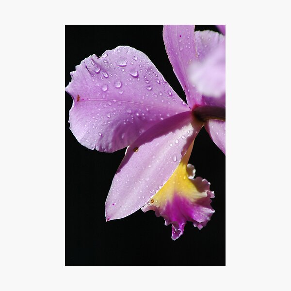 Item preview, Orchid designed and sold by DUNCAN DAVIE.