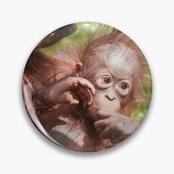 Item preview, Orangutan Baby Cuddled Up on Mum designed and sold by rawshutterbug.