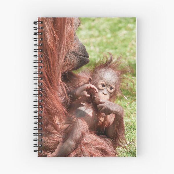 Item preview, Orangutan Baby Cuddled Up on Mum designed and sold by rawshutterbug.