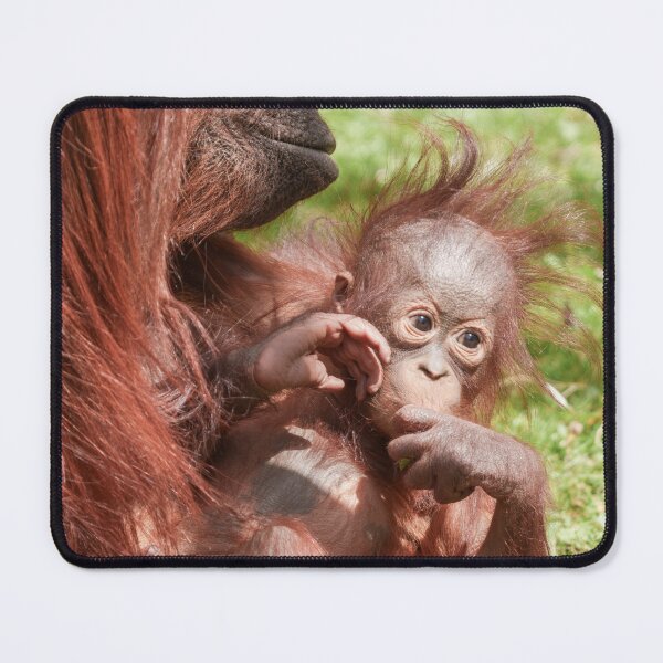 Item preview, Orangutan Baby Cuddled Up on Mum designed and sold by rawshutterbug.