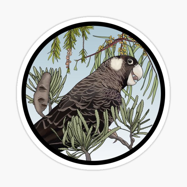 Item preview, Carnaby's Black Cockatoo With Australian Natives designed and sold by JoWillmot.