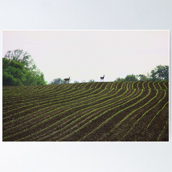 Item preview, Open field designed and sold by Toua Lee.