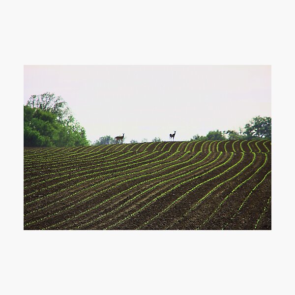 Item preview, Open field designed and sold by Toua Lee.