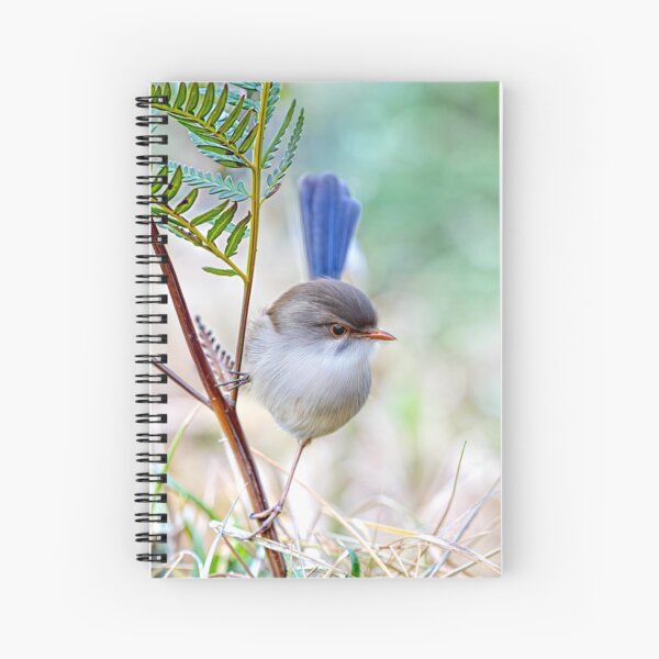 Item preview, Splendid fairy-wren designed and sold by pawprintz.