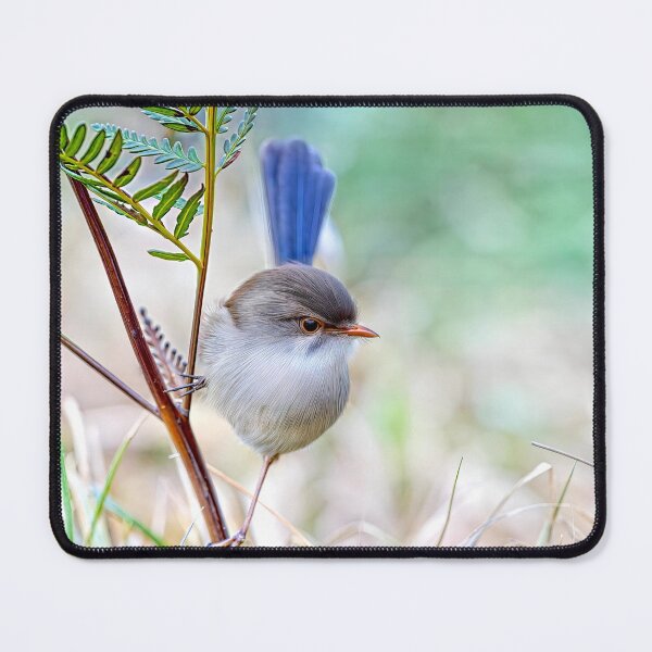 Item preview, Splendid fairy-wren designed and sold by pawprintz.