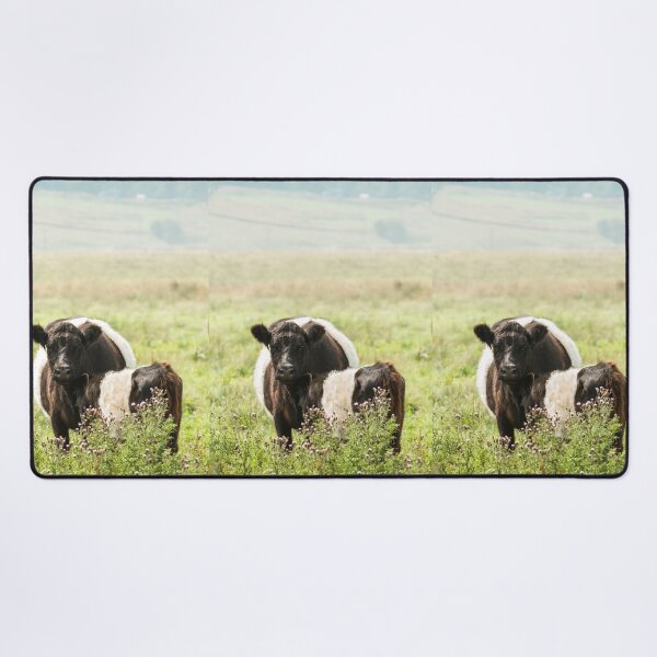 Item preview, Belted Galloway Cow and Calf designed and sold by Jane Stanley Photography.