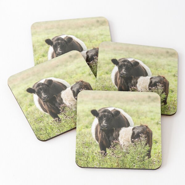Item preview, Belted Galloway Cows II designed and sold by Jane Stanley Photography.