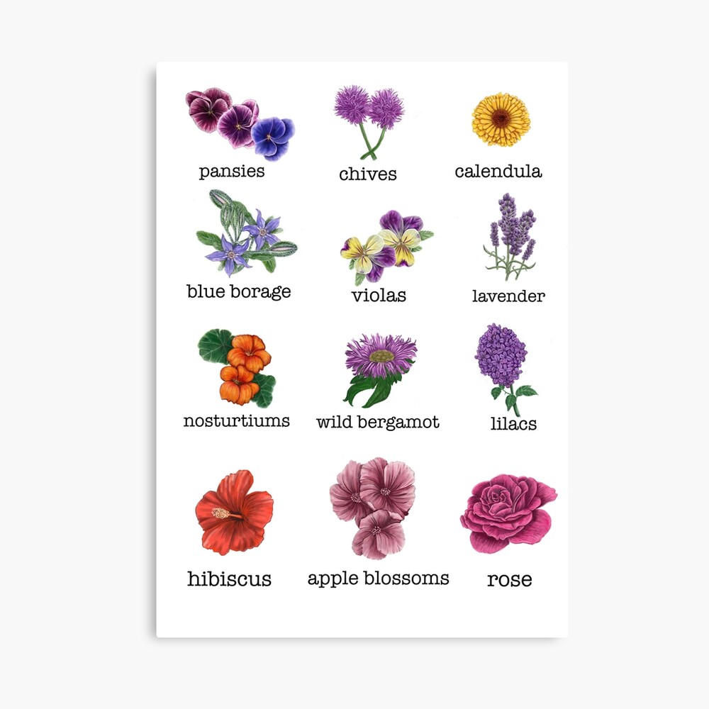 Edible flower chart Poster