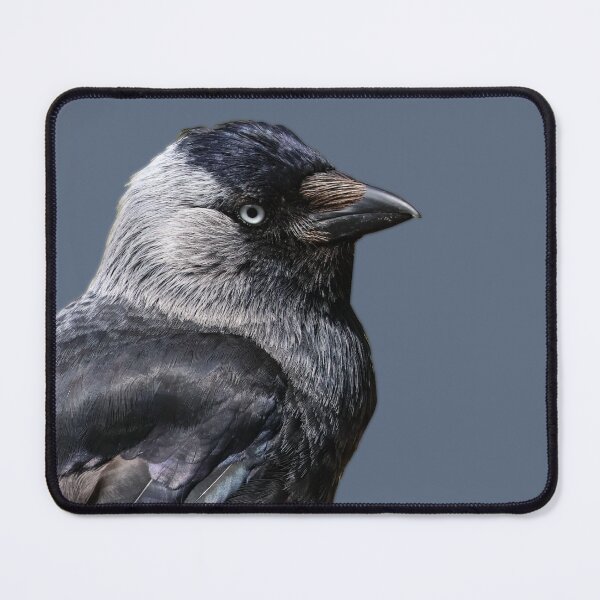 Item preview, Jackdaw bird designed and sold by Dodak.