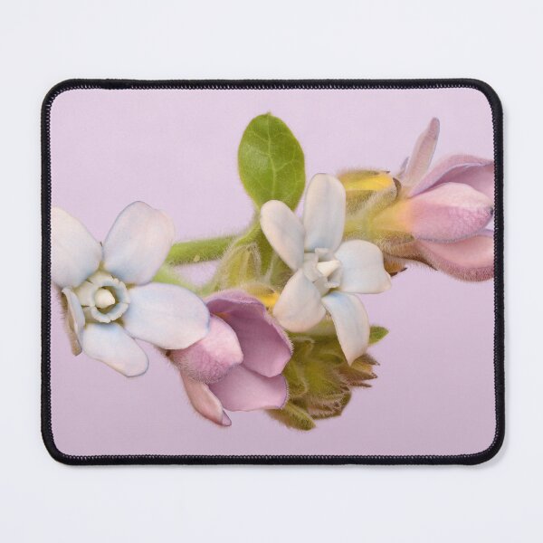 Item preview, Tweedia oxypetala – Soft Blue Pink Bloom Macro designed and sold by Goiko7Margarita.