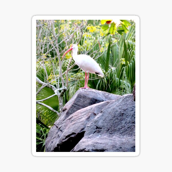 Item preview, Ibis designed and sold by ShutterbugBttns.