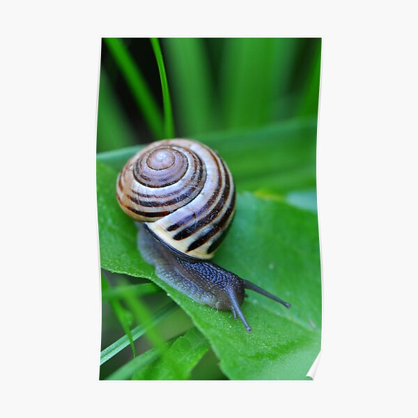 Banded Garden Snail Poster