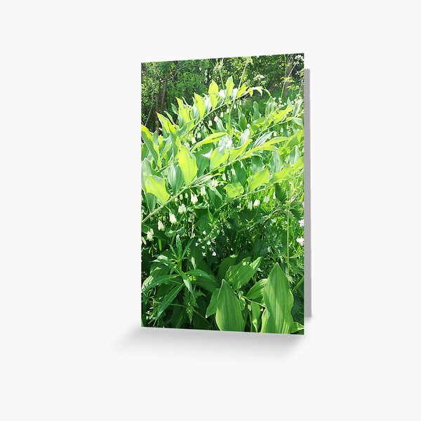 Item preview, Solomon's Seal photograph  designed and sold by esvb.