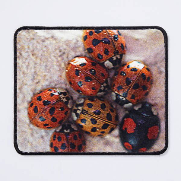 Item preview, The Harlequin Ladybird Huddle designed and sold by Larry Davis.