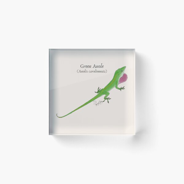 Item preview, Texas Native Reptile- Green Anole (Anolis carolinesis) Vintage Nature Art designed and sold by Marguerite Artistry.