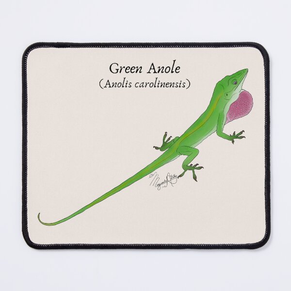 Item preview, Texas Native Reptile- Green Anole (Anolis carolinesis) Vintage Nature Art designed and sold by Marguerite Artistry.