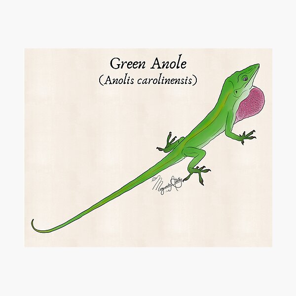 Item preview, Texas Native Reptile- Green Anole (Anolis carolinesis) Vintage Nature Art designed and sold by Marguerite Artistry.