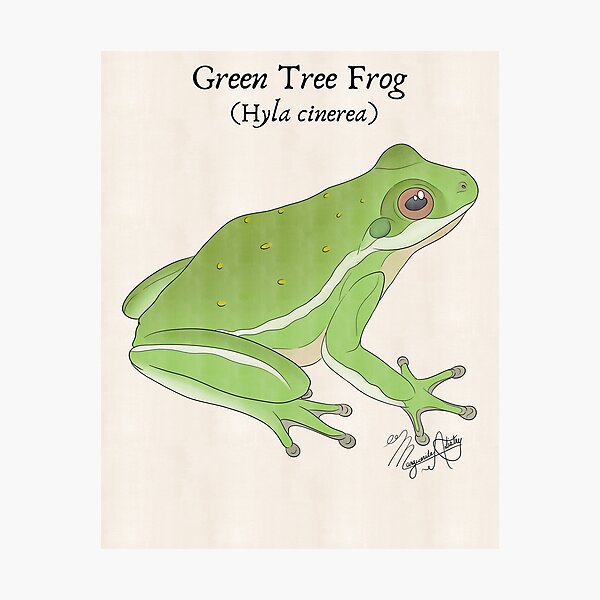 Item preview, Texas Native Amphibian- Green Tree Frog (Hyla cinerea) Vintage Nature Art designed and sold by Marguerite Artistry.