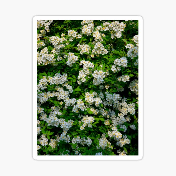 Item preview, Wild Rose Bush designed and sold by bjtomiko.
