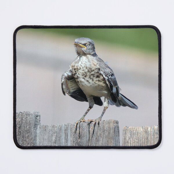 Item preview, Hot and Sleepy Mockingbird Fledgling designed and sold by CarolM.