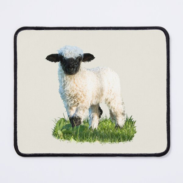 Item preview, Valais Blacknose Lamb in a Meadow Placement Print designed and sold by Jane Stanley Photography.