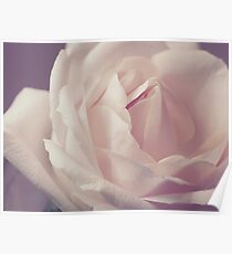 White Rose Poster