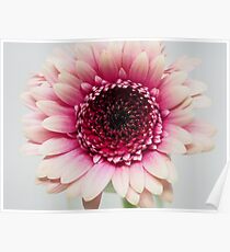 Pink Flower Poster