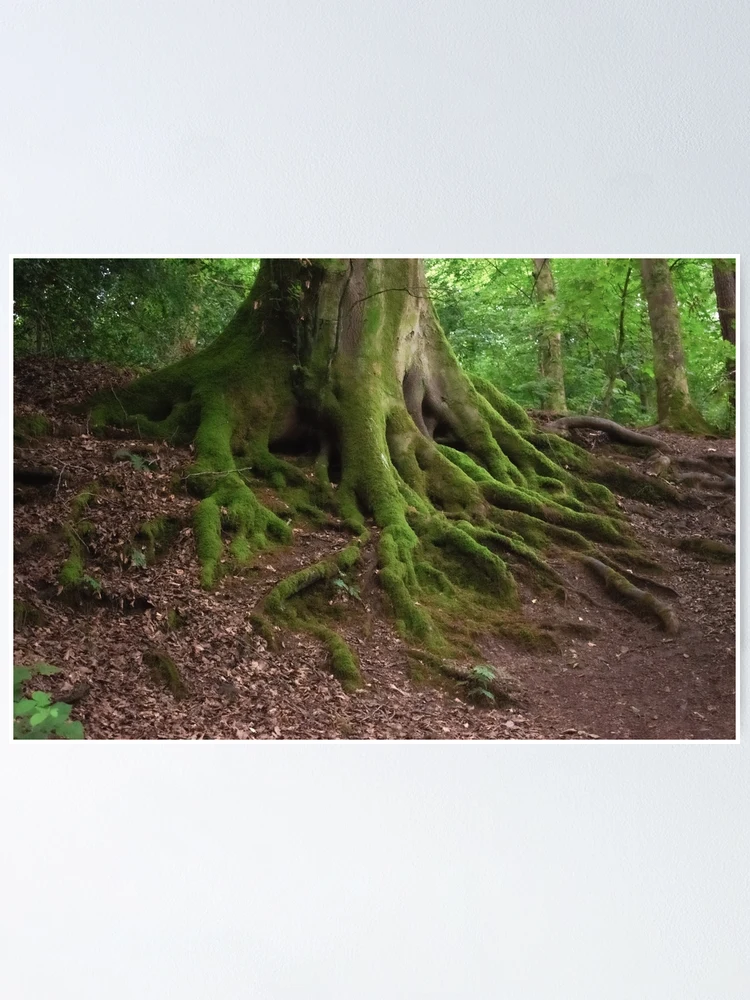Thumbnail 1 of 3, Poster, Tree Roots designed and sold by Christine Lake.