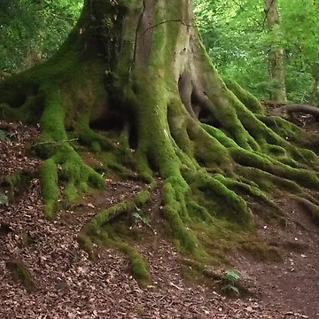 Artwork thumbnail, Tree Roots by Christine Lake